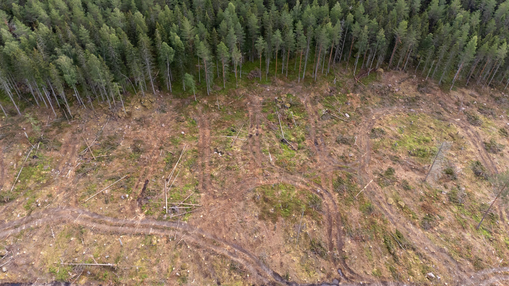 it destroys forests – EU Bioenergy